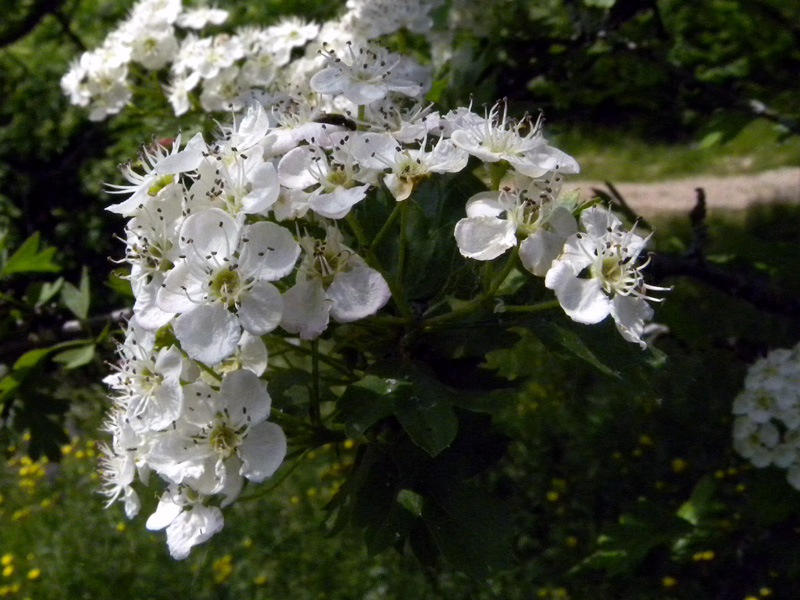 Crataegus monogyna Jacq. -Biancospino